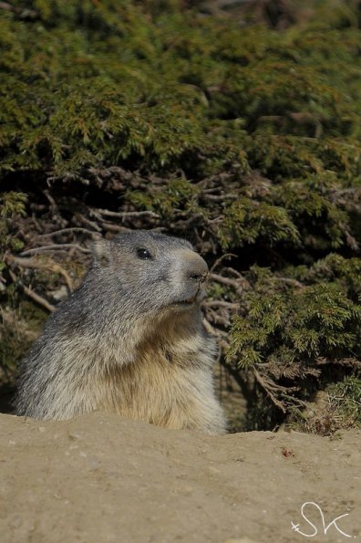 Marmotte des Alpes (Marmota marmota)