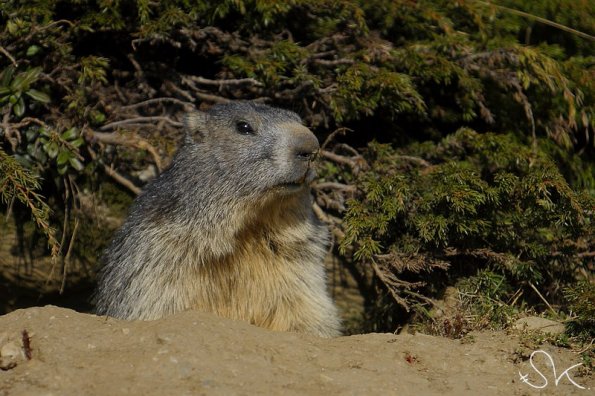 Marmotte des Alpes (Marmota marmota)