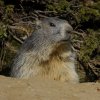 Marmotte des Alpes (Marmota marmota)