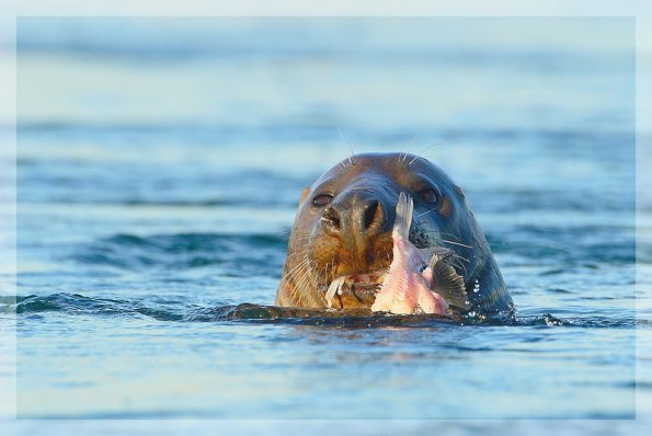 Phoque gris (Halichoerus grypus) 