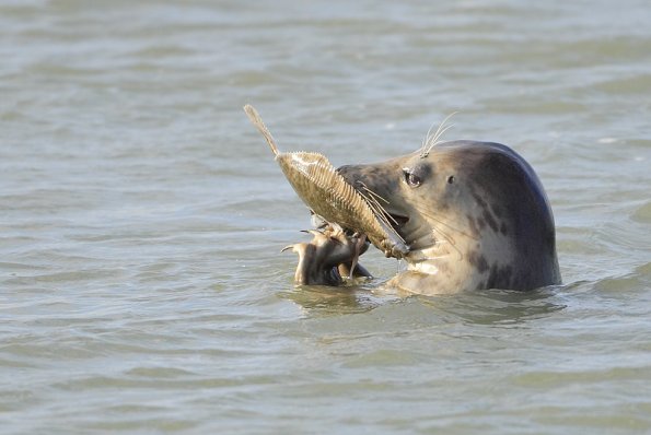 Phoque gris (Halichoerus grypus)