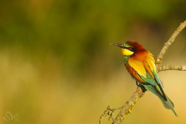 Guêpier d'Europe (Meriops apiaster)