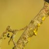 Guêpier d'Europe (Meriops apiaster)