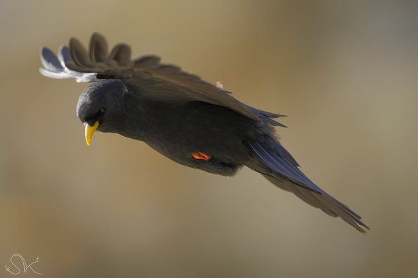 Chocard à bec jaune ( Pyrrhocorax graculus )