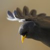 Chocard à bec jaune ( Pyrrhocorax graculus )