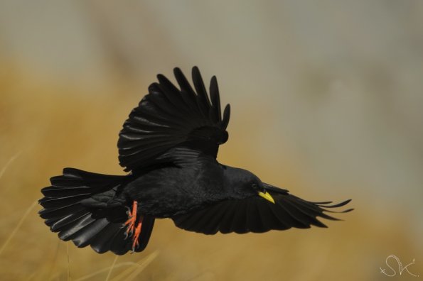 Chocard à bec jaune ( Pyrrhocorax graculus )