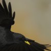 Chocard à bec jaune ( Pyrrhocorax graculus )