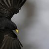 Chocard à bec jaune ( Pyrrhocorax graculus )