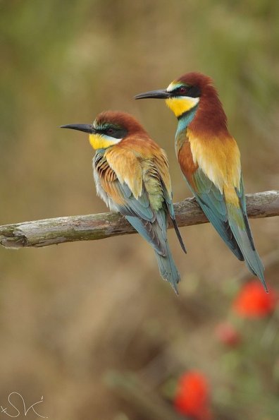 Guêpier d'Europe (Meriops apiaster)