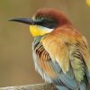 Guêpier d'Europe (Meriops apiaster)