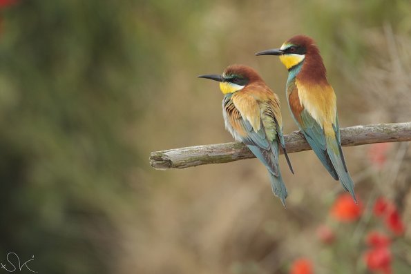 Guêpier d'Europe (Meriops apiaster)