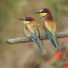 Guêpier d'Europe (Meriops apiaster)