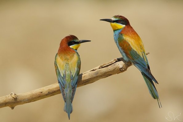 Guêpier d'Europe (Meriops apiaster)