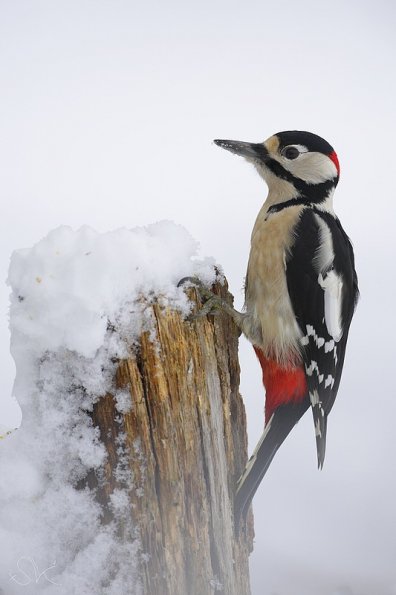 Pic épeiche (dendrocopos medius)