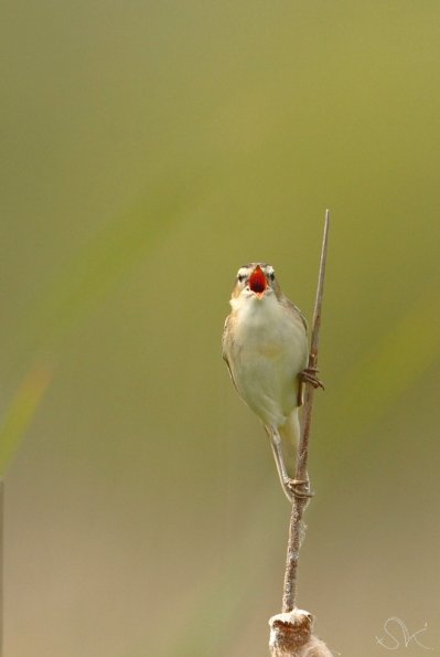 Cisticole des joncs (Cisticola juncidis)