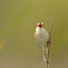 Cisticole des joncs (Cisticola juncidis)