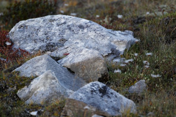 Lagopède alpin (Lagopus muta)