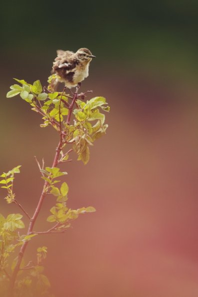 Tarier des Prés (Saxicola rubetra)