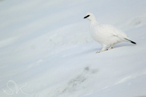 Lagopède alpin (Lagopus muta)