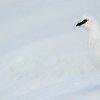 Lagopède alpin (Lagopus muta)