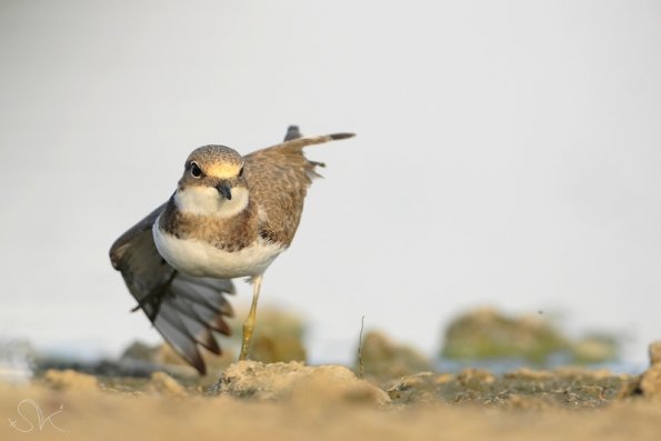 Petit gravelot (juv) (Charadrius dubius)