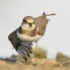 Petit gravelot (juv) (Charadrius dubius)