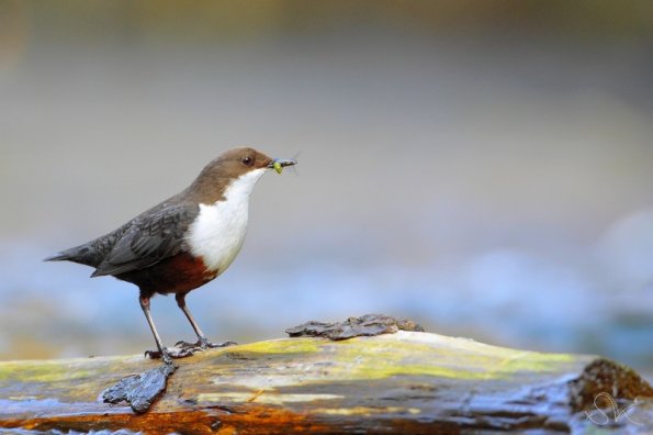 Cincle plongeur (Cinclus cinclus)