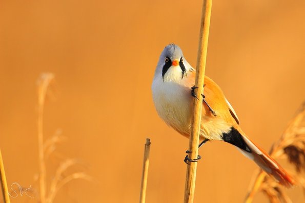 Panure a moustache (Panurus biarmicus)