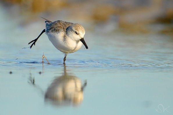  Becasseaux sanderlind (calidris alba)