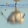  Becasseaux sanderlind (calidris alba)