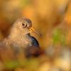 Bécasseau violet (Calidris maritima)