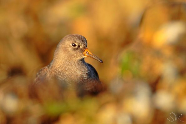 Bécasseau violet (Calidris maritima)