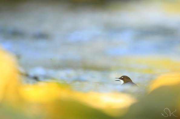 Cincle plongeur (Cinclus cinclus)