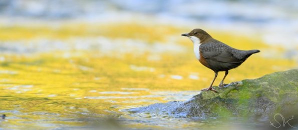 Cincle plongeur (Cinclus cinclus)