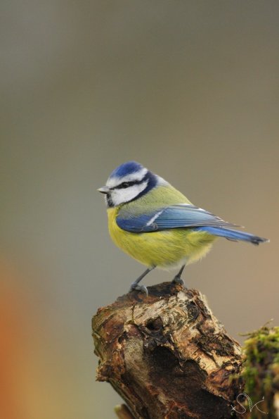 Mésange bleue (Cyanistes caeruleus)