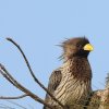 Touraco gris (Crinifer piscator) 