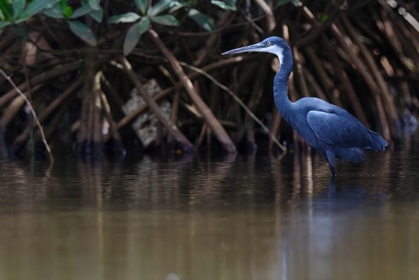 Aigrette des recifs  (Egretta gularis)