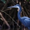 Aigrette des recifs  (Egretta gularis)