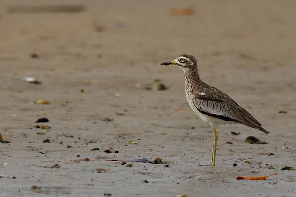 Œdicnème du Sénégal (Burhi nus senegalensis)
