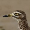 Œdicnème du Sénégal (Burhi nus senegalensis)