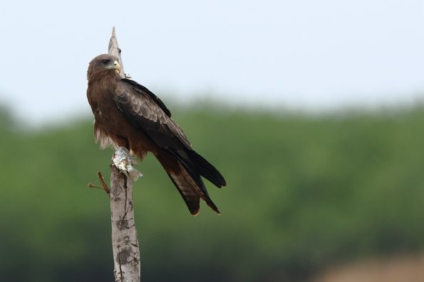 Milan a bec jaune (Milvus aegyptius)
