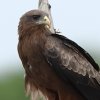 Milan a bec jaune (Milvus aegyptius)