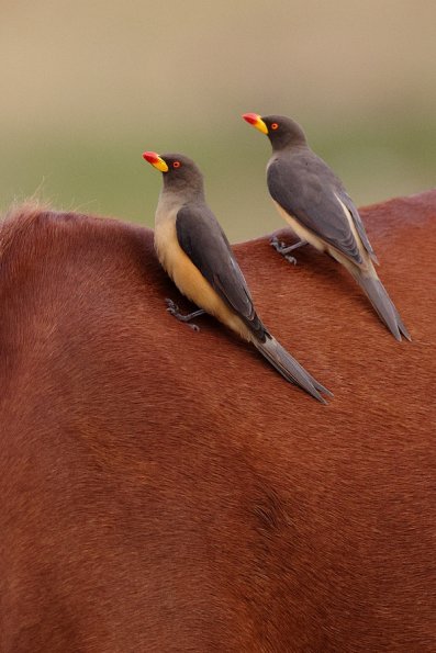  Piquebœuf à bec jaune (Buphagus africanus)