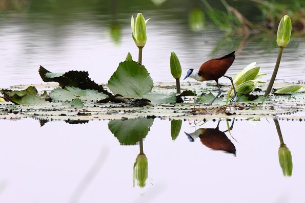 Jacana a poitrine dorée (Actophilornis africanus)