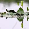 Jacana a poitrine dorée (Actophilornis africanus)