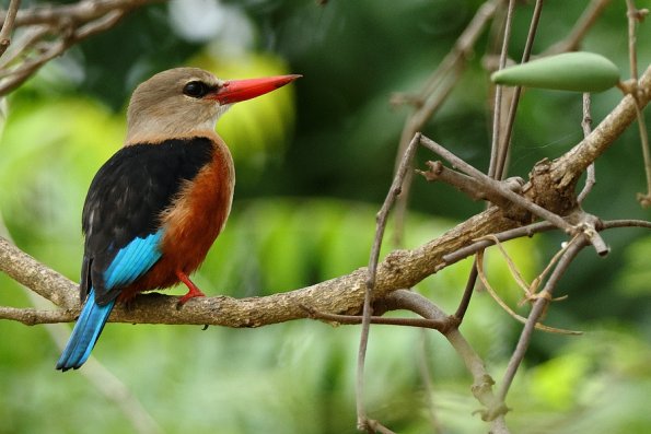 Martin-chasseur à tête grise (Halcyon leucocephala)