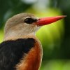 Martin-chasseur à tête grise (Halcyon leucocephala)