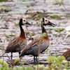 Dendrocygne Veuf