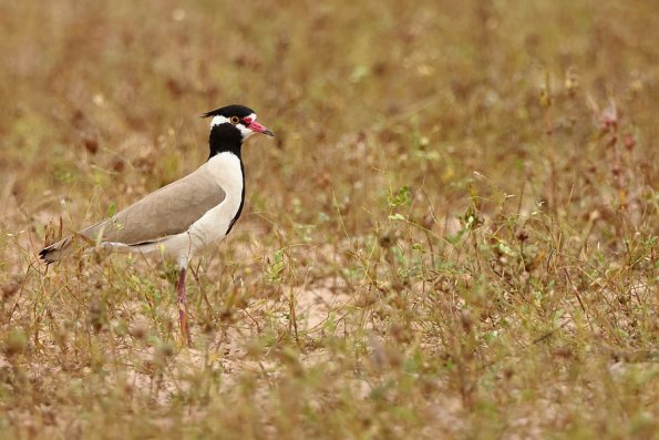 Vanneau à tête noire (Vanellus tectus) 
