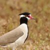 Vanneau à tête noire (Vanellus tectus) 